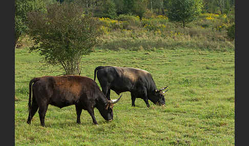 Heckrind (Bos taurus taurus)