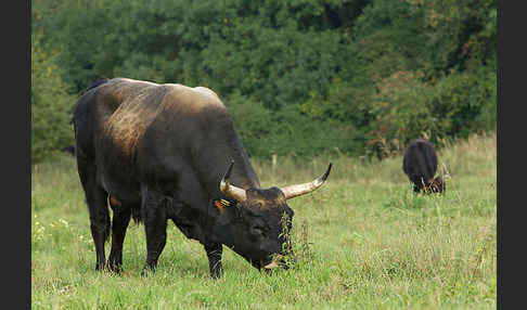 Heckrind (Bos taurus taurus)