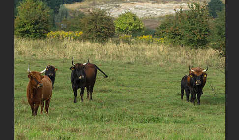 Heckrind (Bos taurus taurus)
