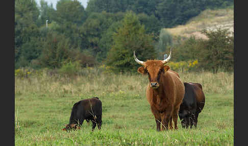 Heckrind (Bos taurus taurus)