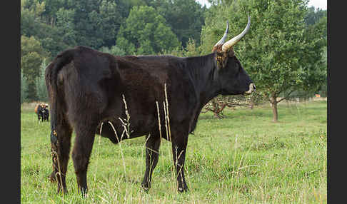 Heckrind (Bos taurus taurus)