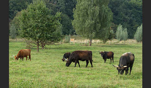 Heckrind (Bos taurus taurus)