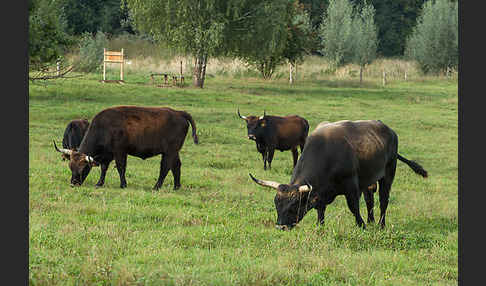 Heckrind (Bos taurus taurus)