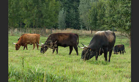 Heckrind (Bos taurus taurus)