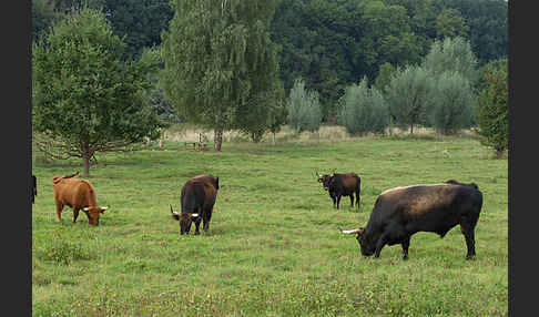 Heckrind (Bos taurus taurus)