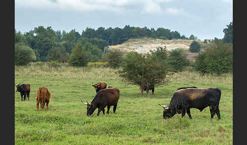 Heckrind (Bos taurus taurus)