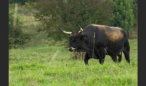 Heckrind (Bos taurus taurus)