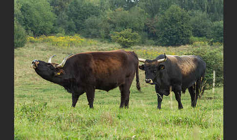 Heckrind (Bos taurus taurus)