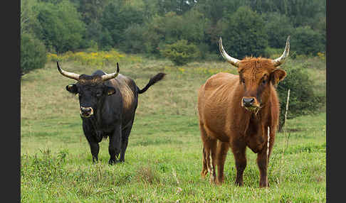 Heckrind (Bos taurus taurus)