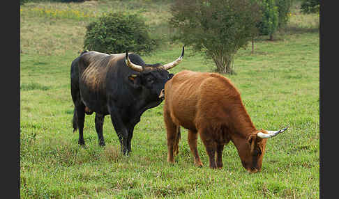 Heckrind (Bos taurus taurus)