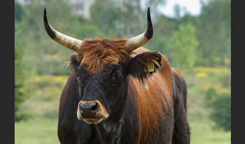 Heckrind (Bos taurus taurus)