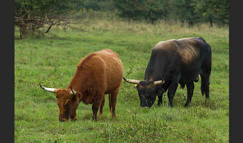 Heckrind (Bos taurus taurus)