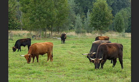 Heckrind (Bos taurus taurus)