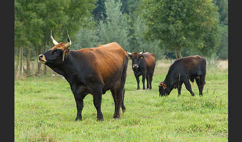 Heckrind (Bos taurus taurus)