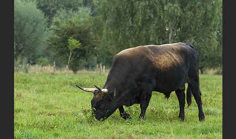 Heckrind (Bos taurus taurus)