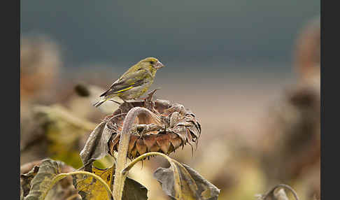 Grünfink (Carduelis chloris)