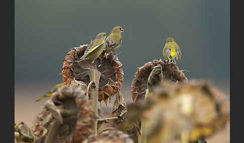 Grünfink (Carduelis chloris)