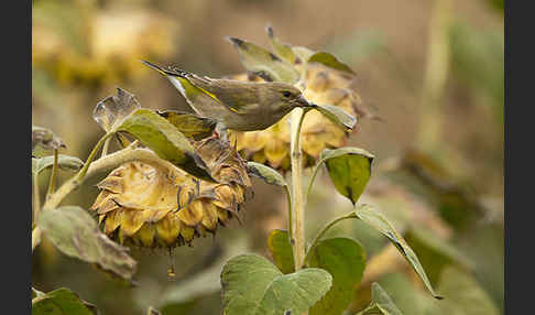 Grünfink (Carduelis chloris)