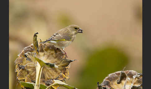 Grünfink (Carduelis chloris)