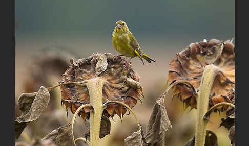 Grünfink (Carduelis chloris)