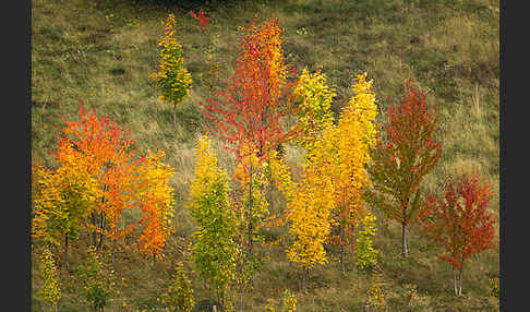 Wilde Vogel-Kirsche (Prunus avium subsp. avium)