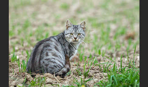 Hauskatze (Felis silvestris forma catus)