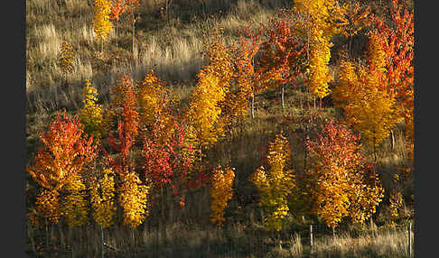 Wilde Vogel-Kirsche (Prunus avium subsp. avium)