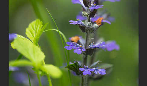 Kriechender Günsel (Ajuga reptans)