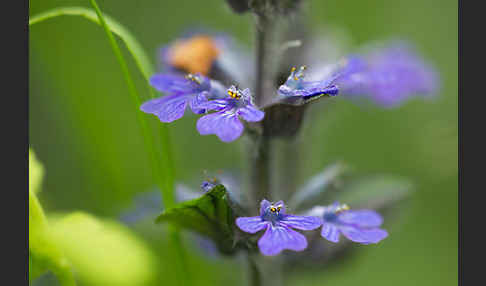 Kriechender Günsel (Ajuga reptans)