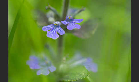 Kriechender Günsel (Ajuga reptans)