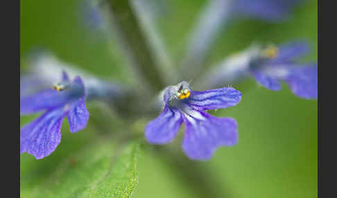 Kriechender Günsel (Ajuga reptans)