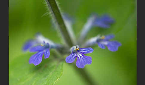 Kriechender Günsel (Ajuga reptans)