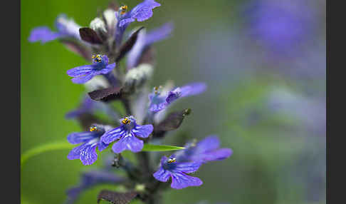 Kriechender Günsel (Ajuga reptans)