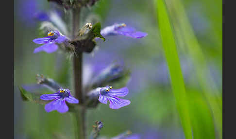 Kriechender Günsel (Ajuga reptans)