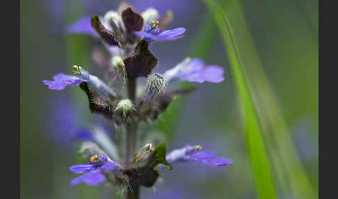 Kriechender Günsel (Ajuga reptans)