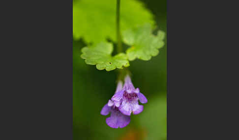 Gewöhnlicher Gundermann (Glechoma hederacea)