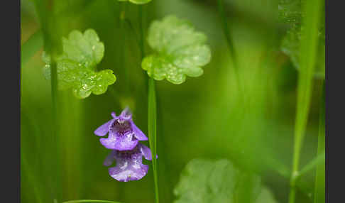 Gewöhnlicher Gundermann (Glechoma hederacea)