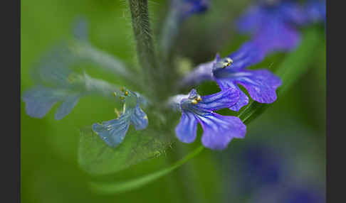 Kriechender Günsel (Ajuga reptans)