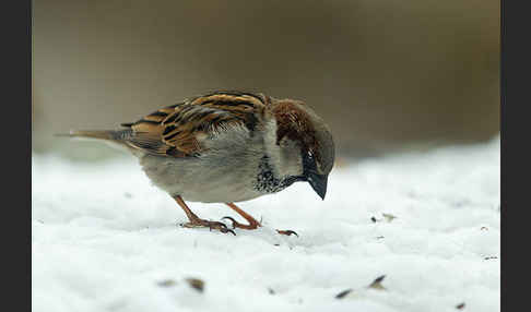 Haussperling (Passer domesticus)