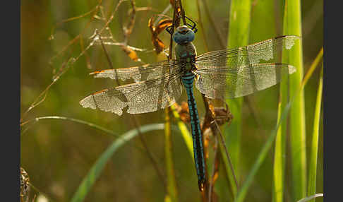 Große Königslibelle (Anax imperator)