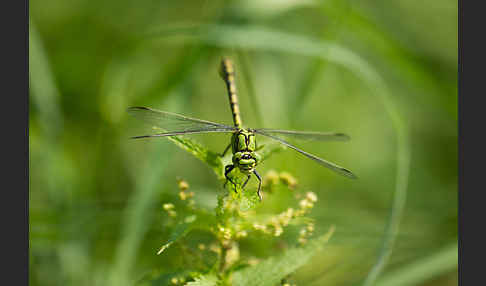 Grüne Keiljungfer (Ophiogomphus cecilia)