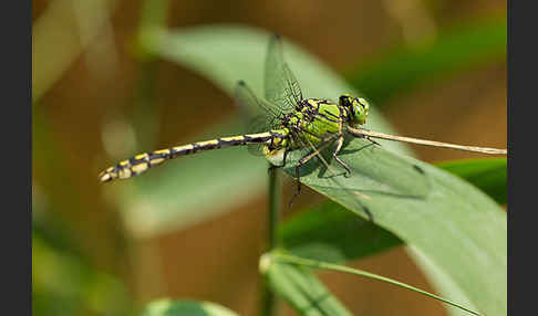 Grüne Keiljungfer (Ophiogomphus cecilia)