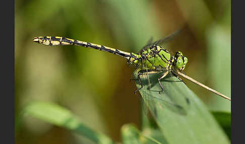 Grüne Keiljungfer (Ophiogomphus cecilia)