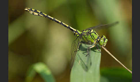 Grüne Keiljungfer (Ophiogomphus cecilia)