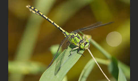 Grüne Keiljungfer (Ophiogomphus cecilia)