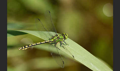 Grüne Keiljungfer (Ophiogomphus cecilia)