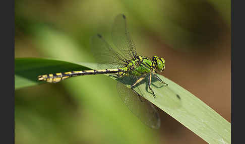 Grüne Keiljungfer (Ophiogomphus cecilia)