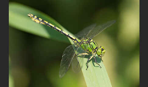 Grüne Keiljungfer (Ophiogomphus cecilia)