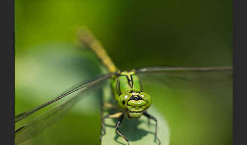 Grüne Keiljungfer (Ophiogomphus cecilia)