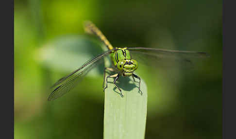 Grüne Keiljungfer (Ophiogomphus cecilia)